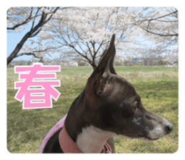 Sub Sign Dog Fia sticker #13832562