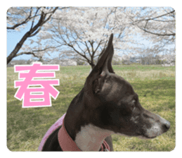 Sub Sign Dog Fia sticker #13832562