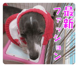 Sub Sign Dog Fia sticker #13832563