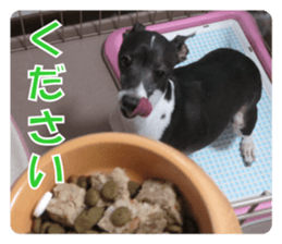 Sub Sign Dog Fia sticker #13832565