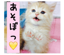 my rabbit and cats sticker #13832770