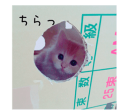 my rabbit and cats sticker #13832771