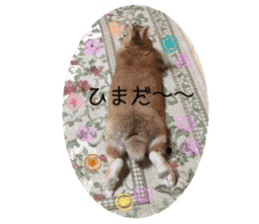 my rabbit and cats sticker #13832776