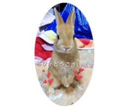 my rabbit and cats sticker #13832777