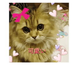 my rabbit and cats sticker #13832778