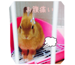 my rabbit and cats sticker #13832783