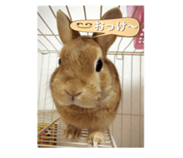 my rabbit and cats sticker #13832787