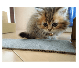 my rabbit and cats sticker #13832794