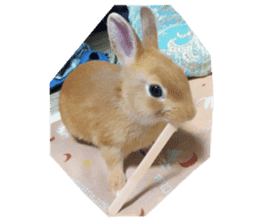 my rabbit and cats sticker #13832800