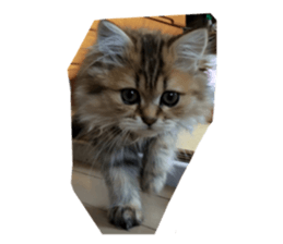 my rabbit and cats sticker #13832801