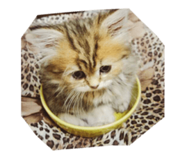 my rabbit and cats sticker #13832803