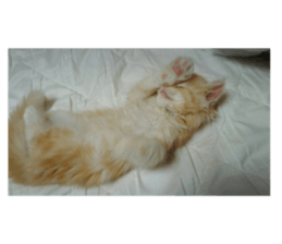 my rabbit and cats sticker #13832804