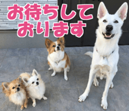 LOTUS sticker #13832963