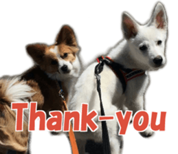 LOTUS sticker #13832965