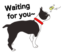 Always be with you! Boston Terrier 2eng sticker #13834355