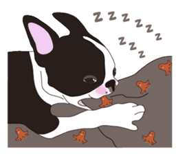 Always be with you! Boston Terrier 2eng sticker #13834358