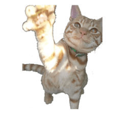 happy cat cat sticker #13835806