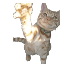 happy cat cat sticker #13835806