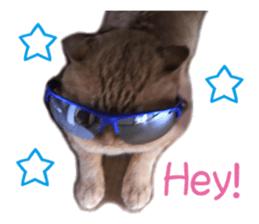 happy cat cat sticker #13835807