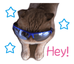 happy cat cat sticker #13835807