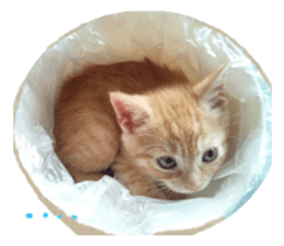 happy cat cat sticker #13835808