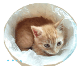 happy cat cat sticker #13835808