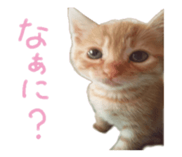 happy cat cat sticker #13835809