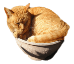 happy cat cat sticker #13835810