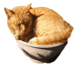 happy cat cat sticker #13835810