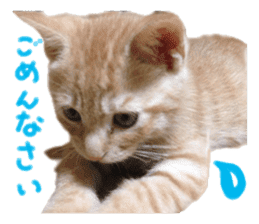 happy cat cat sticker #13835811