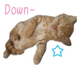 happy cat cat sticker #13835812