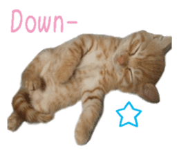 happy cat cat sticker #13835812