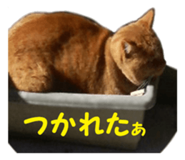 happy cat cat sticker #13835813