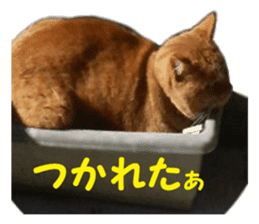 happy cat cat sticker #13835813