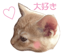 happy cat cat sticker #13835814