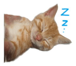 happy cat cat sticker #13835815