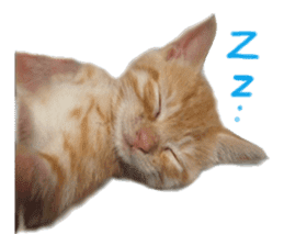 happy cat cat sticker #13835815