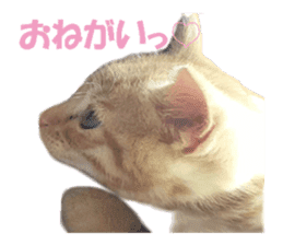 happy cat cat sticker #13835816