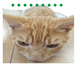 happy cat cat sticker #13835817