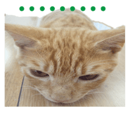 happy cat cat sticker #13835817