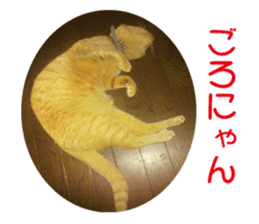 happy cat cat sticker #13835818