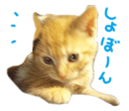 happy cat cat sticker #13835820