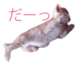 happy cat cat sticker #13835821