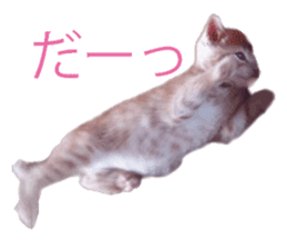 happy cat cat sticker #13835821