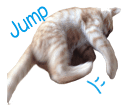 happy cat cat sticker #13835822