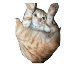 happy cat cat sticker #13835823