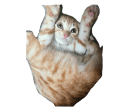 happy cat cat sticker #13835823