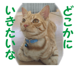 happy cat cat sticker #13835824