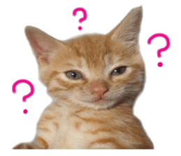 happy cat cat sticker #13835825