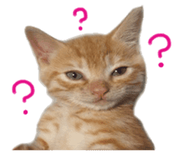 happy cat cat sticker #13835825